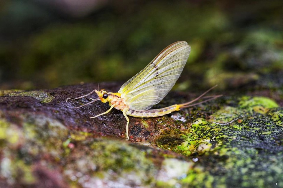 qJmRneHcyrXPIVD8d4zldVPGq8AN_LiqFYZTZYddsaBJHwVlg4AuPM6J3Xca36Cc