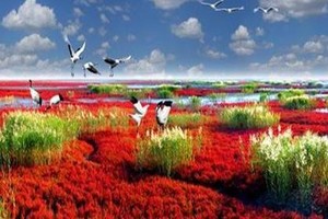 【中秋国庆三天】最美的季节里i旅行带你看 天下奇观　红海滩　 神奇天路笔架山
