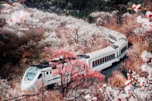 【i旅行·1日】春天花事•花海列车｜ 登居庸关长城，近距离拍摄“开往春天的列车”
