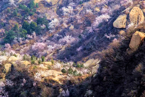 【凤凰岭】三生三世十里杏春花海の近郊登山赏花摄影一日休闲游。