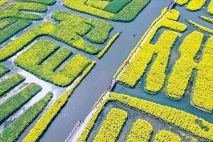 【清明江南C•扬州乌镇】烟花三月下扬州の兴化油菜花-扬州-瘦西湖-何园-乌镇