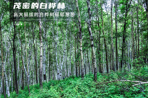 【1日森林徒步盛宴】】秋林铺-百花山15公里徒步の森林徒步系列<初中级> 