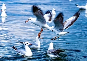 【元旦天津跨年】东疆港海边日出•迎接2026年曙光の西伯利亚海鸥-打卡天津网红点（休闲）