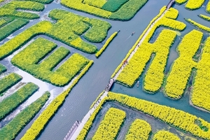 【扬州】烟花三月下扬州の兴化油菜花海-李中水上森林-瘦西湖-何园