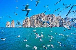 【清明长岛•中国“夏威夷”】寻找黄.渤海交汇处/喂食万鸟岛海鸥/品尝海鲜盛宴/十大醉美海岛