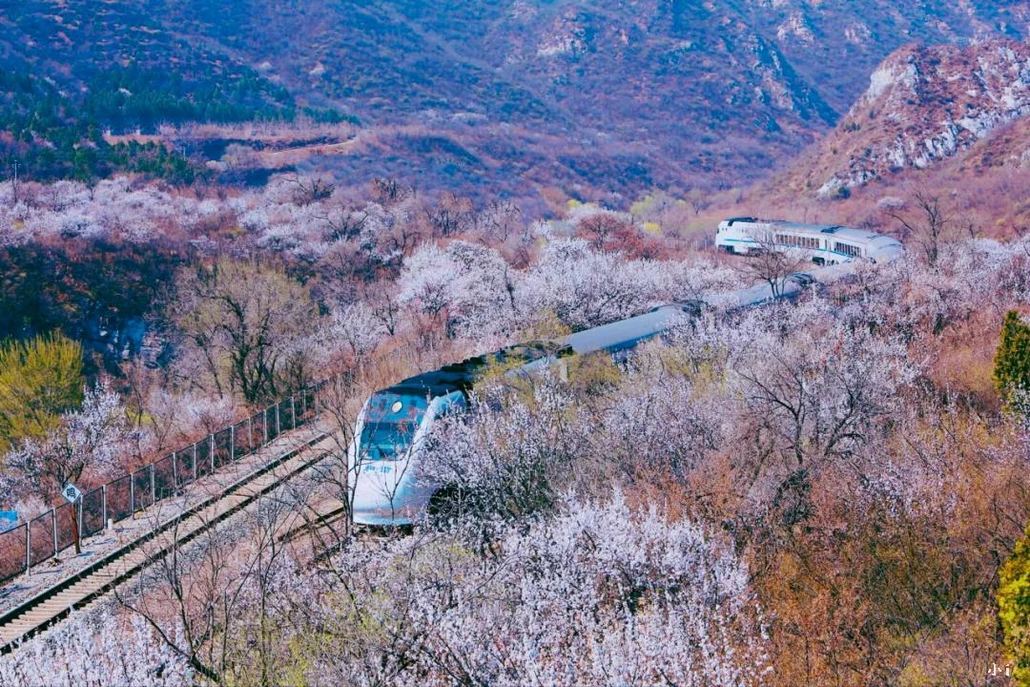 【春天花事花海列车】登居庸关长城,近距离拍摄"开往春天的列车"