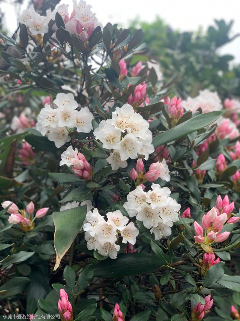 微信图片_20210404212510