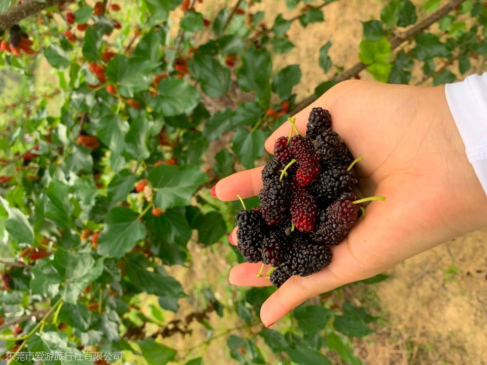 mmexport1617671628626