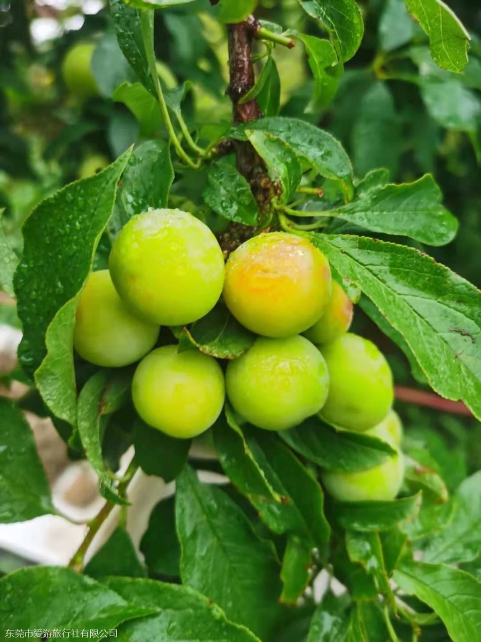 4da76d94c6b240422c4e880d1f0d5a2