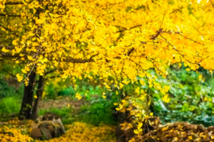 广州出发~【南粤寻秋】美爆了！清远连南金秋银杏，金灿灿千亩银杏林，雄阔万山朝王1日游