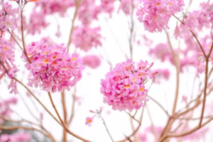 【广州出发1日游】江门紫花风铃+蒲葵林1日游，摄中国醉大蒲葵林，仿若误入童话世界！