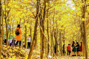 【深圳出发】中山云梯山醉美黄铃木花海、油菜花、孙中山故居、摘草莓圣女果1日游