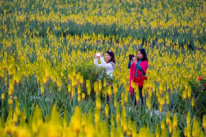 【广州出发】江门千亩美国芦荟花海+千亩葵林1日游