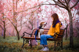 【广州出发】3月6、7、10号出发1日游特价89元！广州从化天适樱花浪漫樱花雨，广东小婺源—红山村油菜花海，美味农家菜！