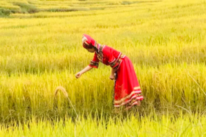 【国庆假期】广州出发~清远篝火晚会+皇后山+欧家梯田+黑山梯田+油岭瑶寨2天游