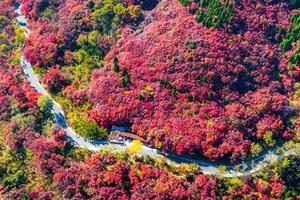 【11.27/28日已成行】广州出发！清远佛冈赏枫叶1日游！田野绿世界的5公里枫叶大道，变红了！潖江大片的雪白芦苇荡