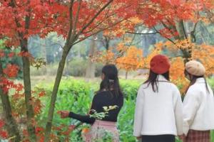 【广州出发】清远佛冈田野绿台湾风情小镇•赏枫+上岳古村纯玩1天游~游罕见的赏枫景观，真正的纯玩，逍遥自在！