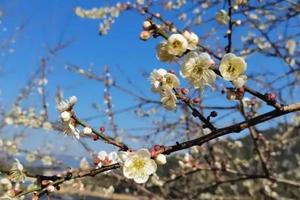 【元旦】广州出发赏梅花+枫叶1日游！美拍清远佛冈田野绿世界红枫，5KM枫叶大道已美成仙境，邂逅广州从化流溪河千亩梅园~