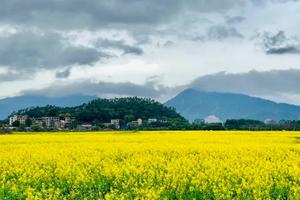 【3.6日/9日】广州出发！清远网红千亩油菜花，行摄花都千亩桃林，打卡五彩禾雀花1日游