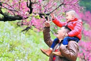 【3.8日/9日/10日/12日】广州出发！从化吕赏桃花+阿婆六赏玉兰花1日游！鹰嘴桃花粉嫩涨满屏，阿婆六茶花玉兰花开