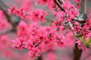 【3.12日/3.13日】广州出发！【花田醉】河源连平桃花开满山，秀田古村油菜花铺满地！走进浪漫的春日1日游