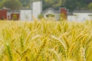 【3.26日/3.27日】广州出发！【风吹麦浪】美！数万株黄花风铃惊艳绽放，工匠小镇当麦田守望者，赏百亩油菜花海1天游!