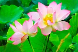 【端午6.3号/4号已成行】广州出发！从化草埔村荷花开了！百亩荷花齐绽放！南平静修小镇，美丽乡村凤溪戏水1日游！