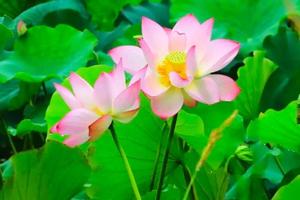 【7.2已成行】广州出发从化赏荷花1日游！从化草埔村，百亩荷花齐绽放！南平静修小镇，美丽乡村凤溪戏水！