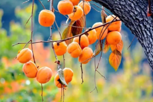 邂逅从化千亩“柿”外桃源，红红火火满枝头，罗洞工匠小镇+艾米千亩稻田