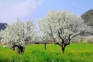 【3.16/3.18/3.19已成行】广州出发！清远最美梨花1日游！赏“广东小林芝”梨花，漫步高山牧场，打卡禾雀花基地