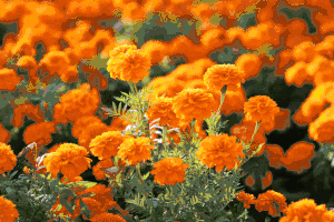 【2025菊花展】人均88！广州出发！中山菊花展1日游