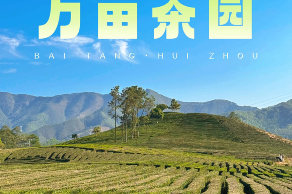 【博罗-万亩茶园】11.17周日，博罗万亩茶园，墨园村 休闲徒步，摄影游玩一日游