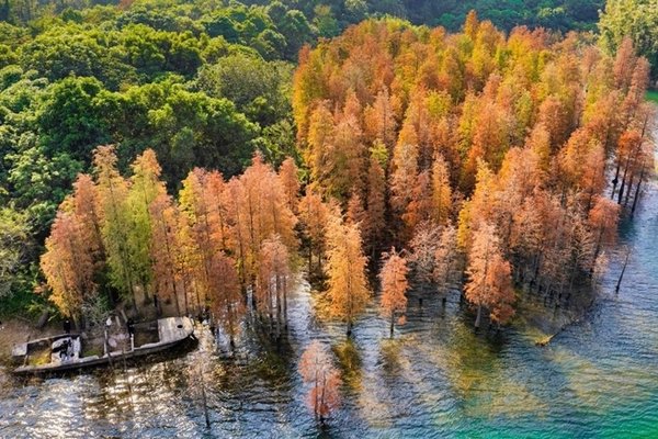 成团【遇见小九寨】12.15周日，中山五桂山走进神秘的西坑尾，邂逅最美水杉林