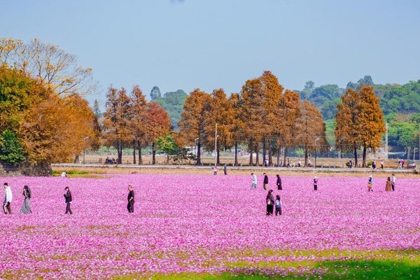 8点开始集合【休闲-中山崖口村】1.19周日，中山崖口村桑格花海休闲游玩一日游，孙文步行街，中山纪念堂 博物馆 乳鸽美食