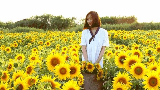 【东莞-向日葵】3.1周六，邂逅东莞百亩向日葵花海，打卡媲美丽江古城的西溪古村~