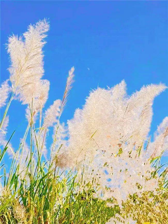 1636973201615016618.jpg 图片