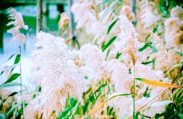 1636973226965029405.jpg 图片