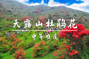 4.4周六，转发88元起买一送一不天露山万亩高山杜鹃惊艳绽放！一起欣赏漫山遍野红杜鹃花！