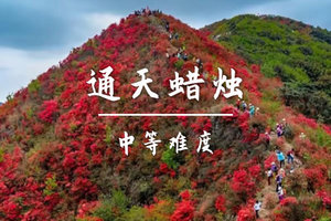 【新活动 4.4周六 转发后85元起 买一送一名额不限中等-【通天蜡】从化通天蜡烛，赏漫山遍野都红杜鹃花