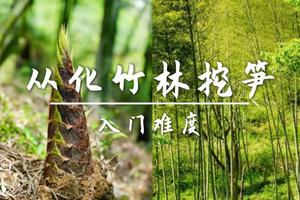  成团 可以挖笋  转发后50元起4.4 买一送一名额不限，从化竹林从化星溪线竹林徒步，步赏瀑布品竹筒饭，逛古集市 