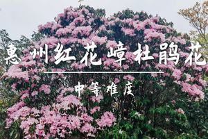 新活动 4.4周六转发后60元起买一送一名额不限 【红花嶂12公里】登千米高峰红花嶂，看绝美杜鹃花