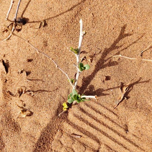 破浪迎晨曦，聚将战沙场：草根知本集团高管沙漠团建圆满收官