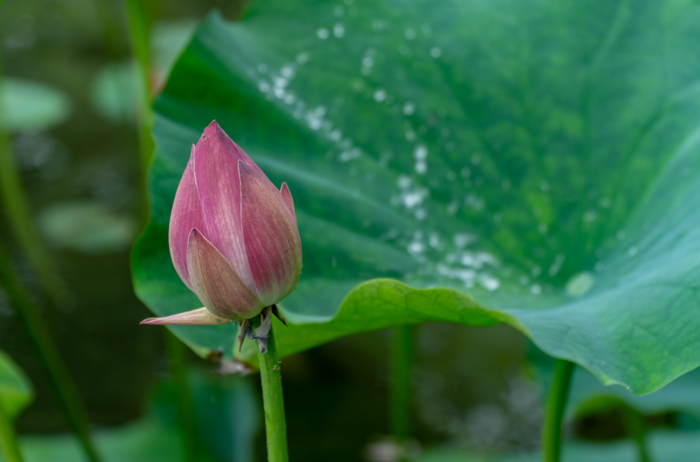 端午节去哪玩?走,双流赏荷花