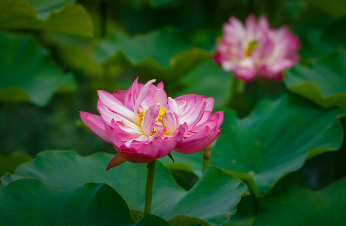 端午节去哪玩?走,双流赏荷花