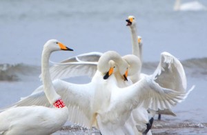 【大巴游】特价69元 ||【最美海岸烟墩角】看天鹅、百年海草房、打卡搁浅的“布鲁维斯”号 | 休闲纯玩