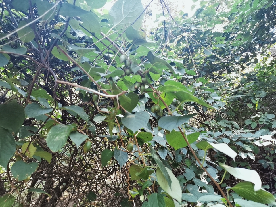 yJeSU0UVJrKpd4oFwoIRM8Nx5X7DLA7MNmb-6JlHkVP7rp8283ecKb5H9z_ld6N_