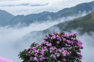 特惠298【阳春鸡笼顶】每周五、六晚出发徒步阳春鸡笼顶，打卡美粤西最美高山大草原，赏无敌云海1天1夜