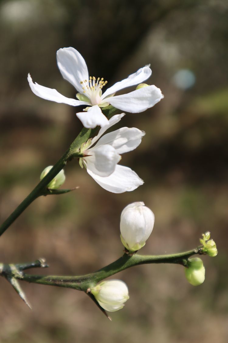 【夏家厨娘美篇】满眼风光百花开,耳目一新醉心怀