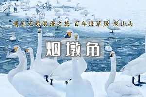 元旦3日｜烟墩角｜与天鹅共舞-拥抱海岸线第一绥阳光の天鹅湖-海草房-成山头-青州古城