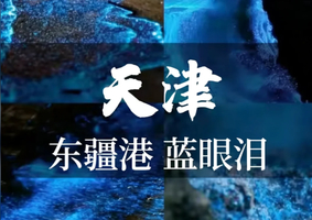 每周五/六1.5日游︱天津蓝眼泪｜浪尖跃动的“蓝色星河”の蓝眼泪奇观-东疆港日出&海鸥
